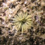 Black sea fauna actinia