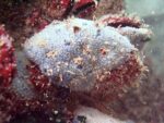 Czarne morze fauna blue sponge